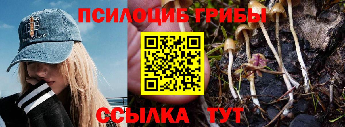 Галлюциногенные грибы Cubensis  купить   Алатырь  Вход с VPN 